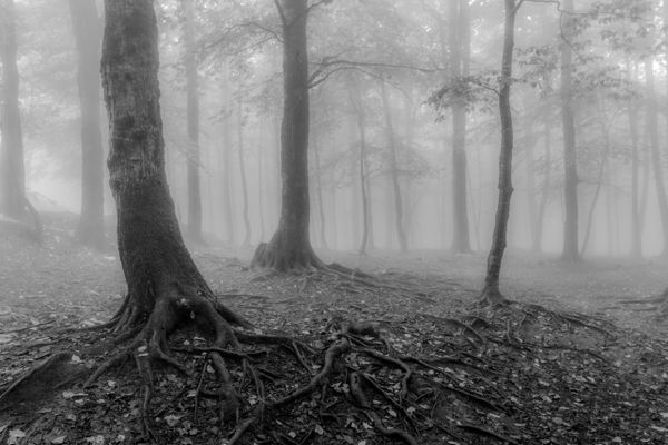 The forest is shrouded in silence. thumbnail