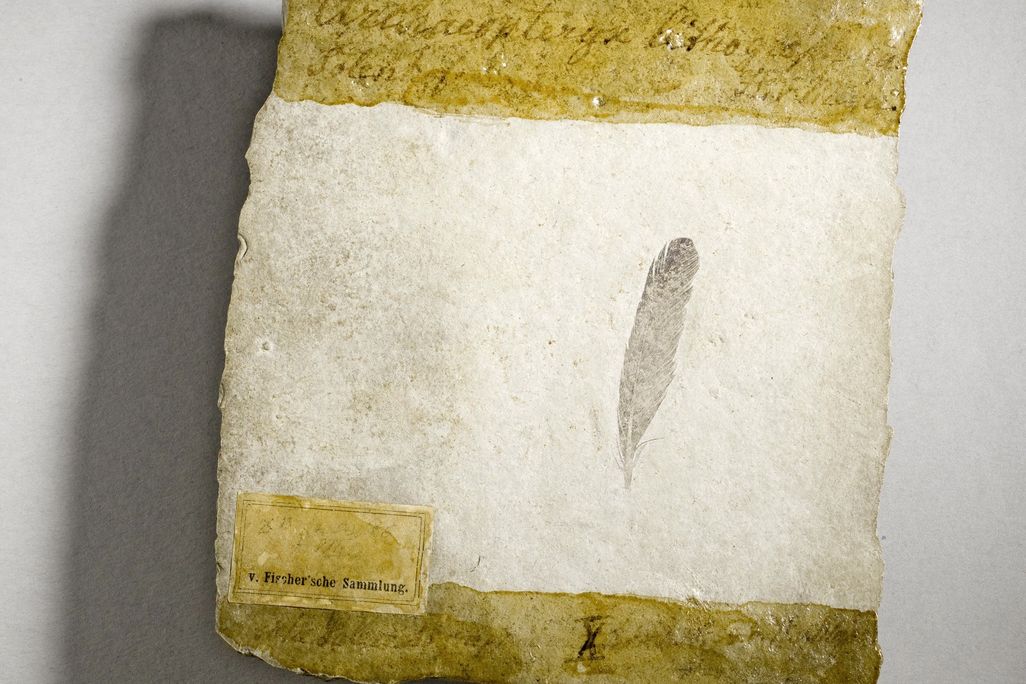 First fossil feather ever found