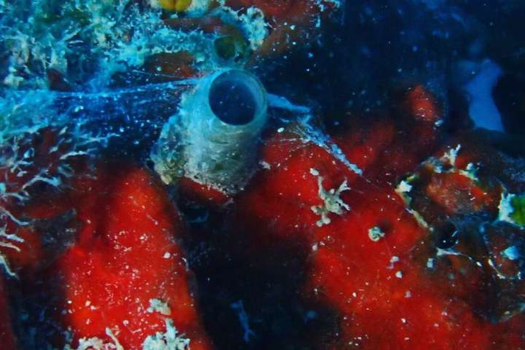 Worm Snail.jpg