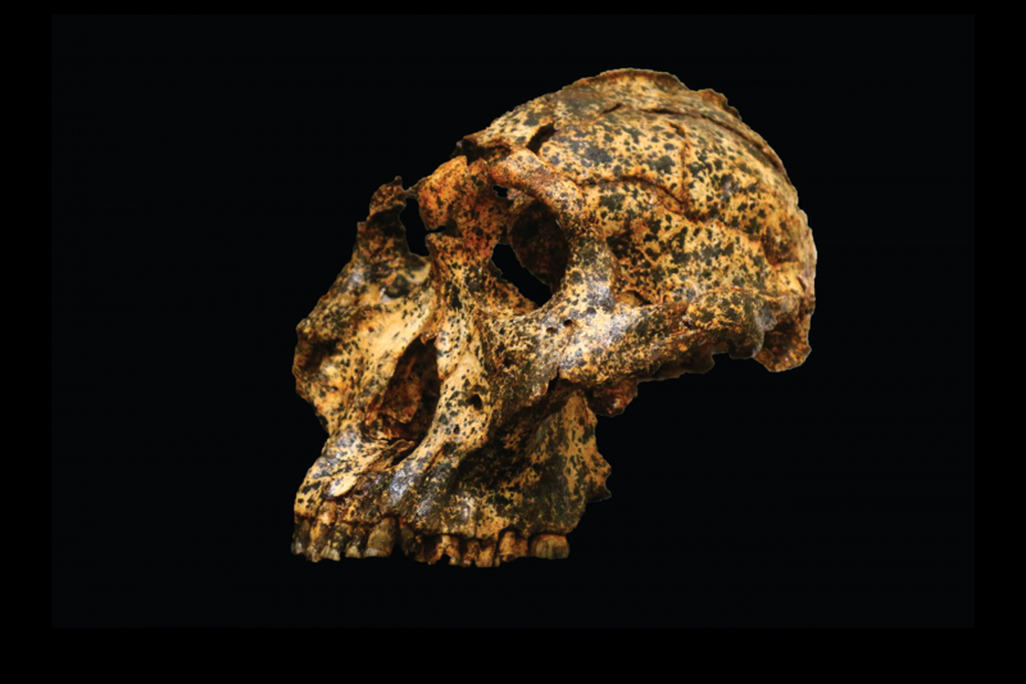 Image of the excavated skull on a black background. The skull has deep eye sockets, large cheekbones, and juts forward. The bottom half of the jaw is missing. The skull is brown and tan with specks of dirt engrained in it. 