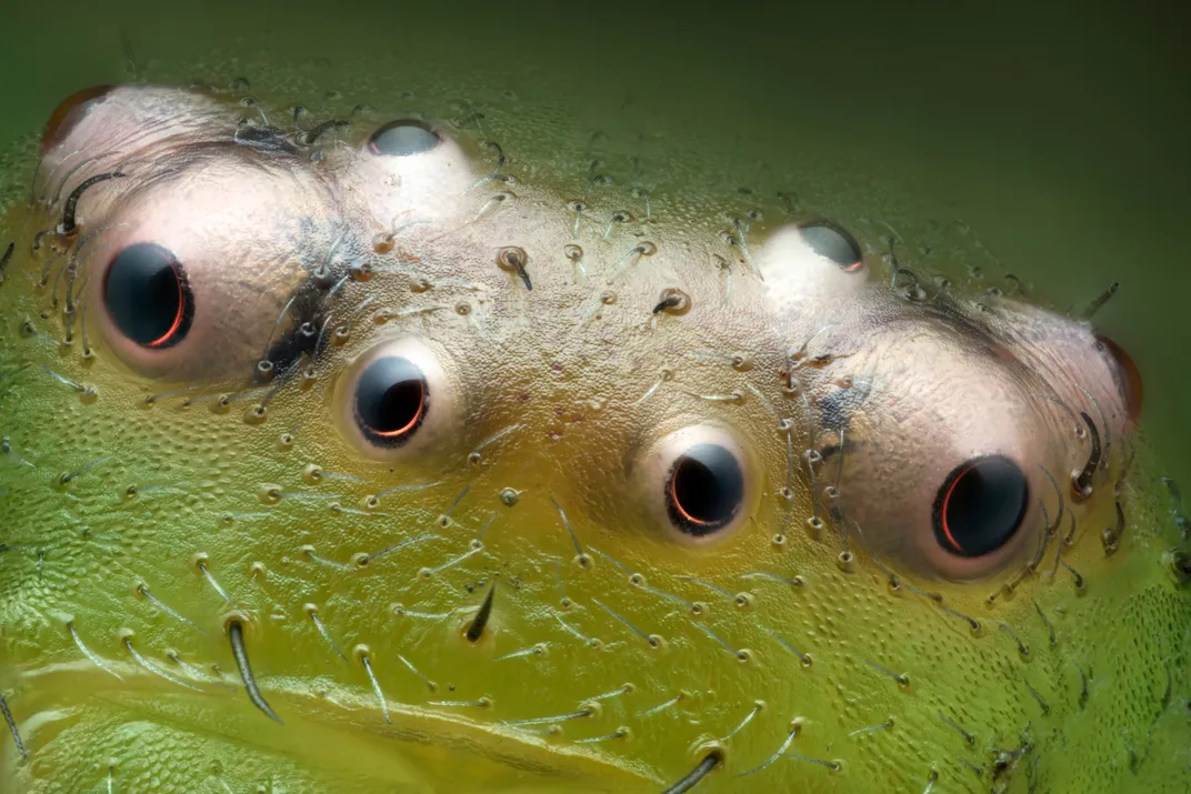 Small eyeballs in green skin
