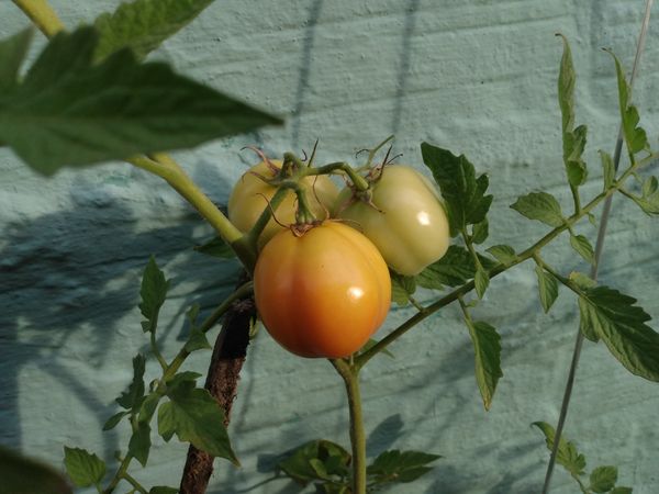 The tomato plantation thumbnail