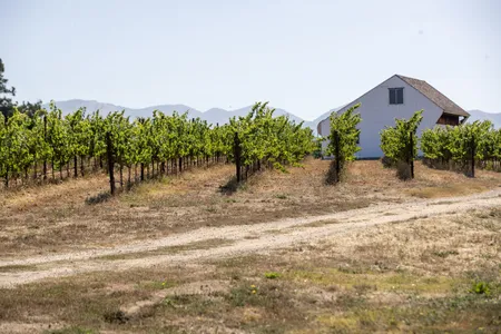 A vineyard in central California that had been irrigated with PFAS-contaminated well water from firefighting foam used for years at a nearby airport.
