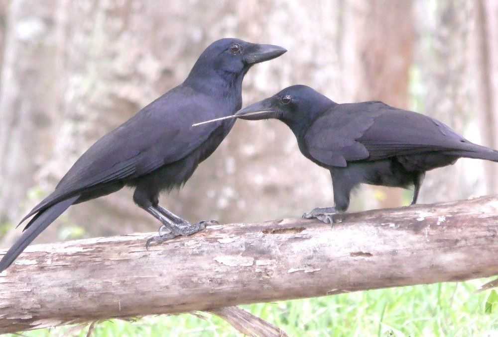 New Caledonian crow