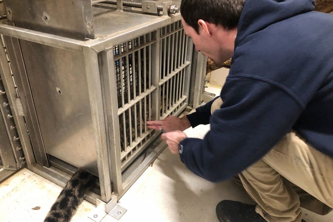 A keeper lightly touches a clouded leopard cub that is seated inside a crate called a "training squeeze"