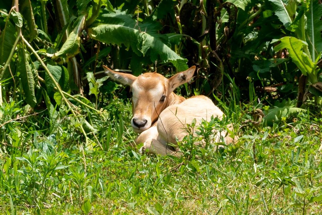 new oryx 1