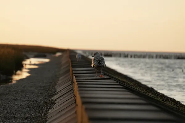 walking the wall thumbnail