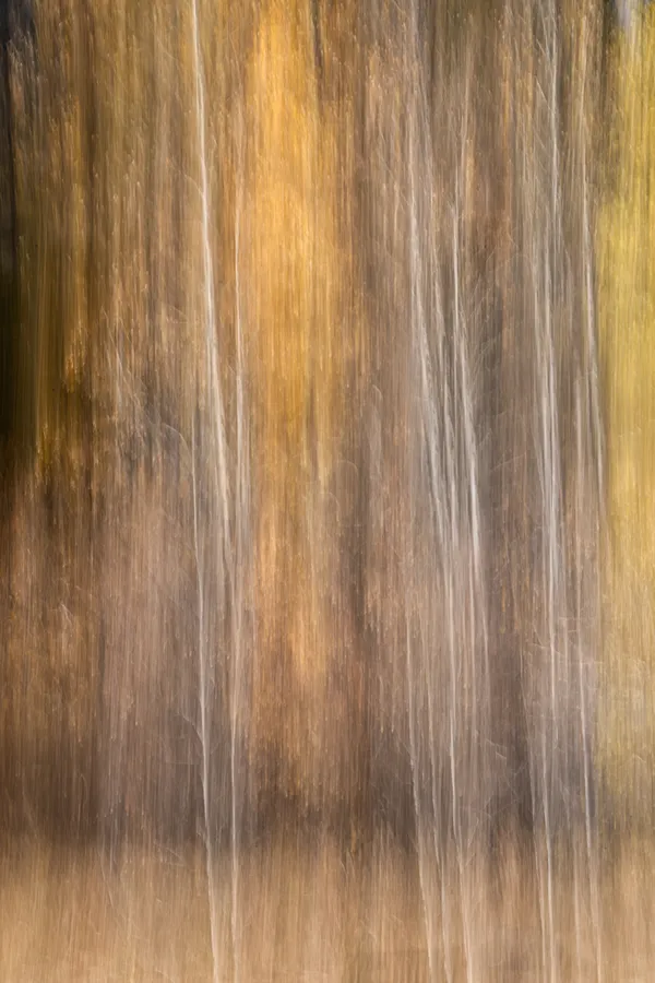 Aspens and fall colors, near Sierraville, CA thumbnail