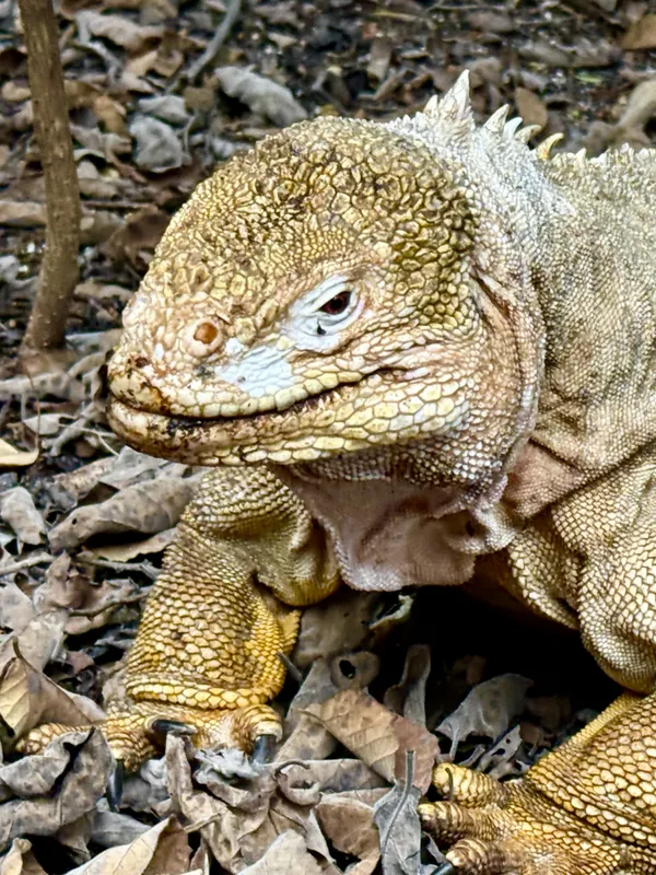 Galapagos Land Iguana, Isabela Island thumbnail