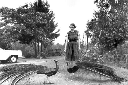 Flannery O&#39;Connor with peacocks in the driveway of her family home at Andalusia Farm in 1962