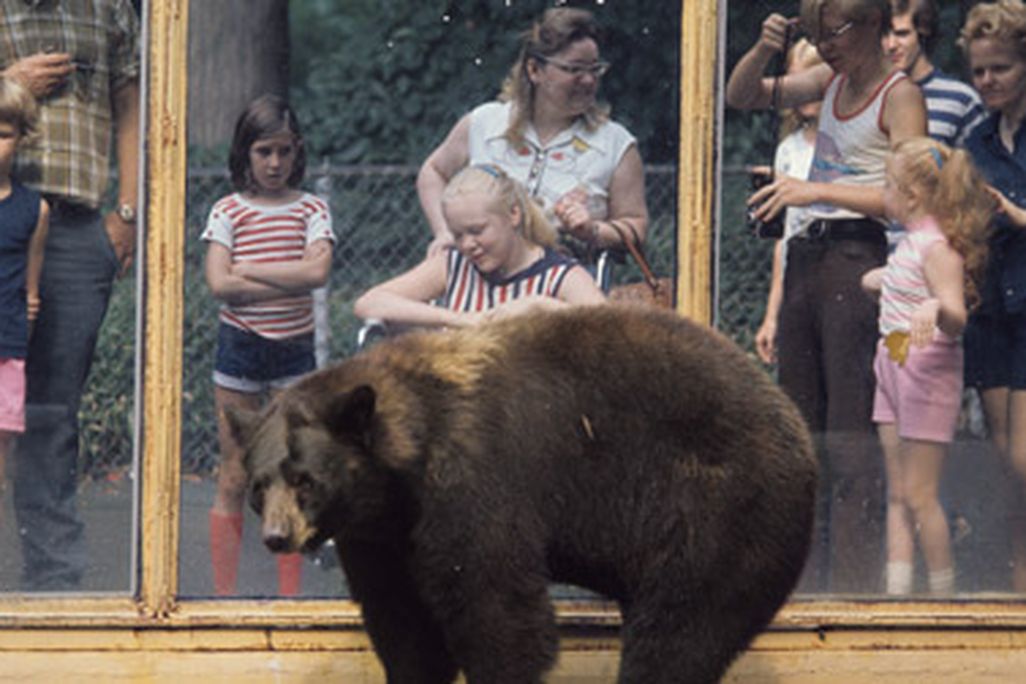 The original Smokey Bear at the Zoo