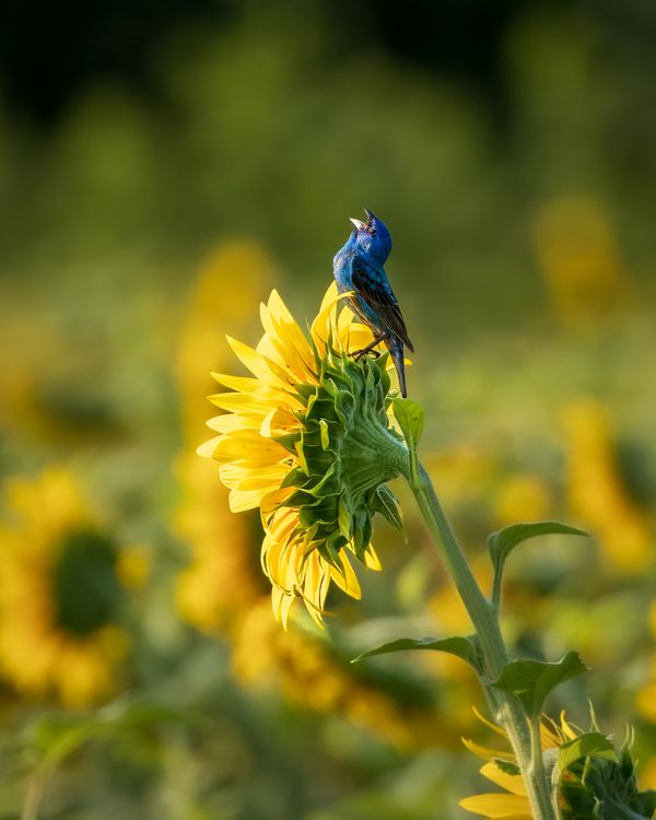 Singing Indigo Bunting on a Sunflower thumbnail