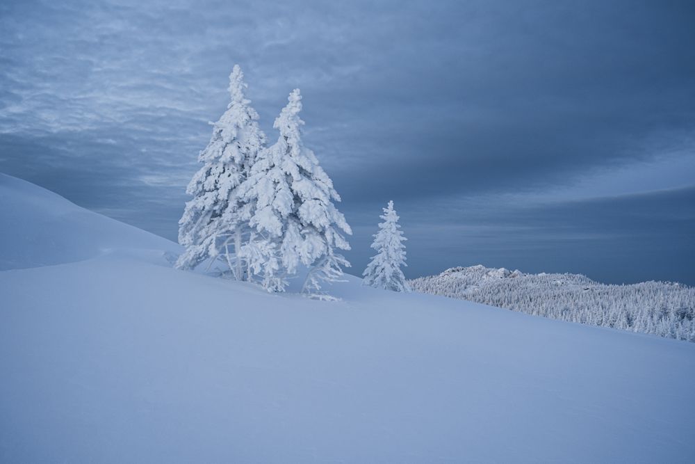Christmas trees in the snow on the mountainside.