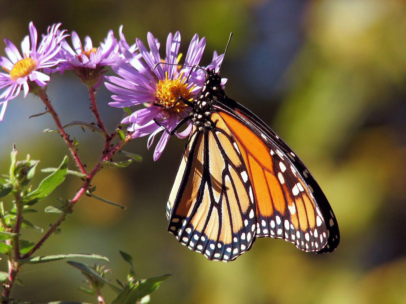 Migratory Monarch Butterflies Are Listed as an Endangered Species | Sensible Information