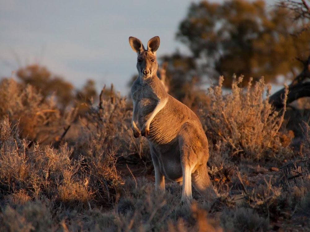 Kangaroos Are Lefties, and That Can Teach Us About Human Handedness