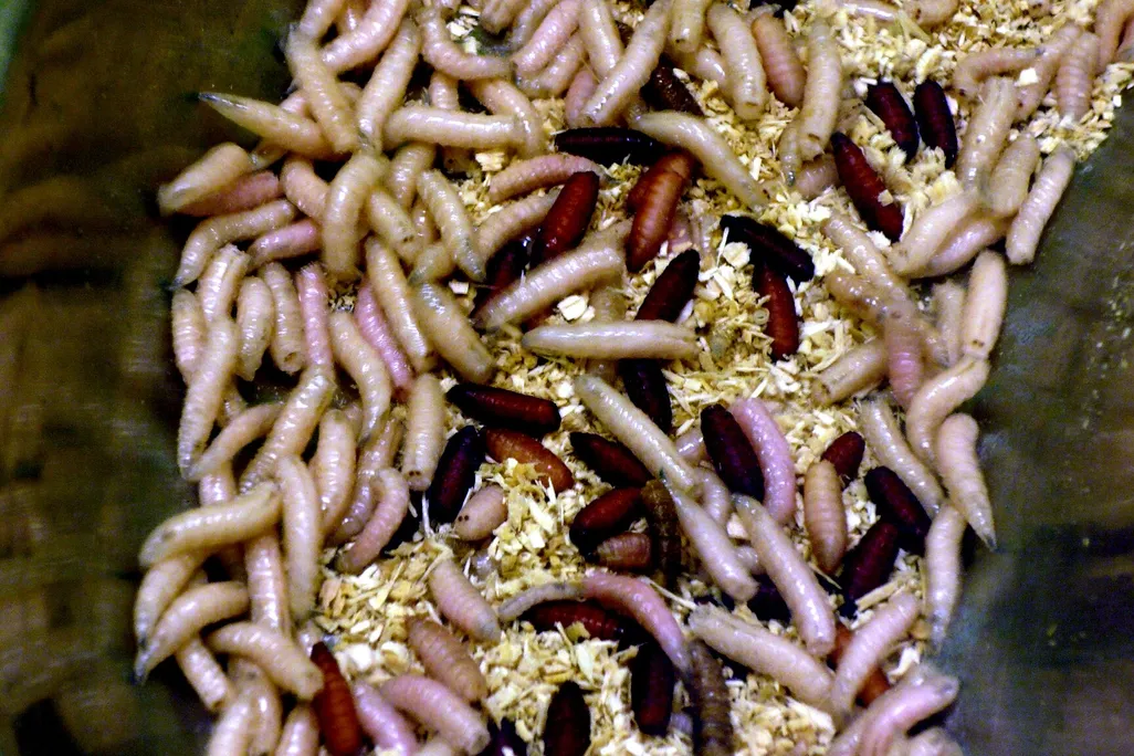 maggots in a bucket