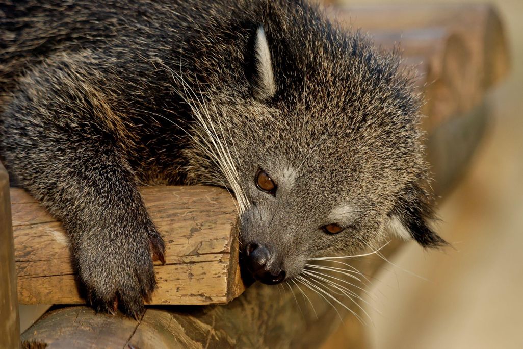 The close up of a binturong or bearcat. The mammal has greyish fur with brown eyes. 