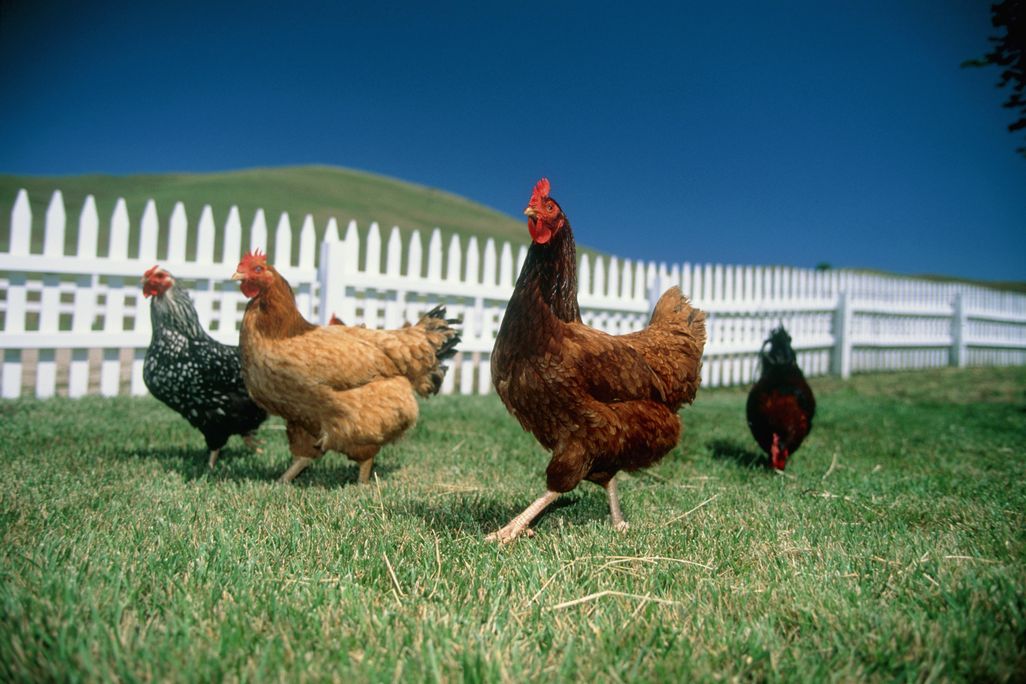 Chickens