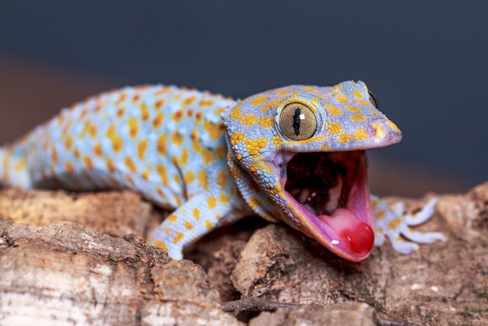 a light blue gecko with orange and red spots has its mouth wide open