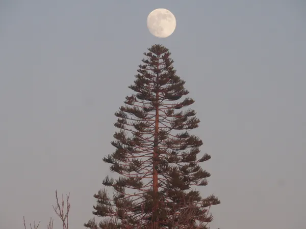 New Moon, Old Cedar thumbnail