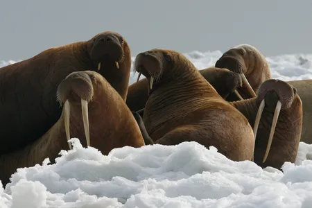 Usually the massive creatures rest between hunting dives on  floating ice. But as ice becomes increasingly scarce, the creatures are forced ashore.