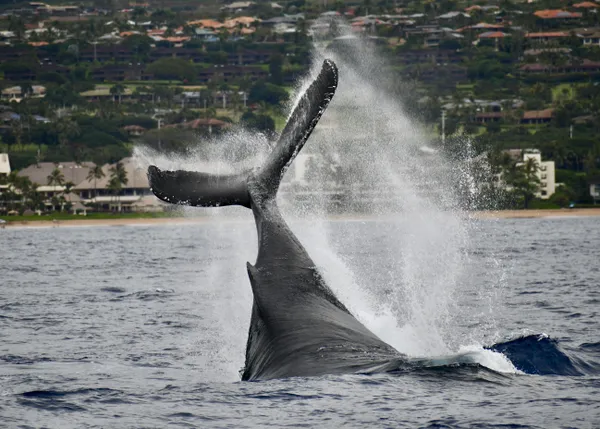 Whale reverse breaching. thumbnail