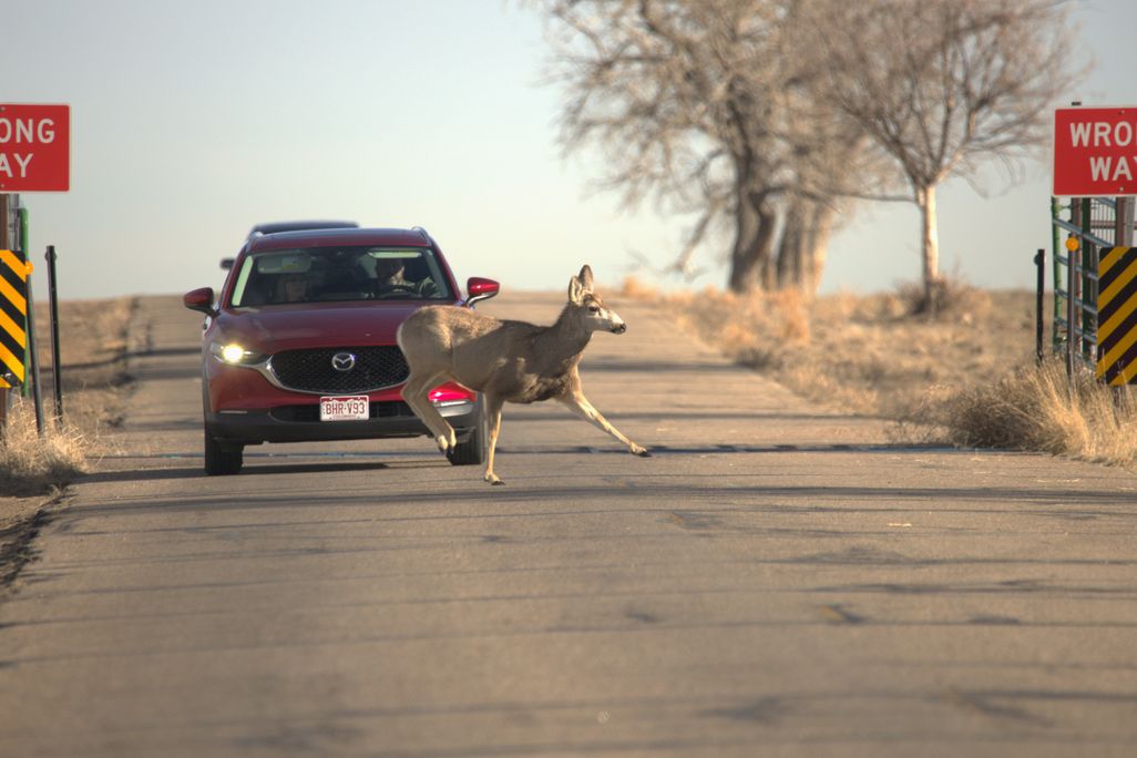 Deer running in front of a car across a road