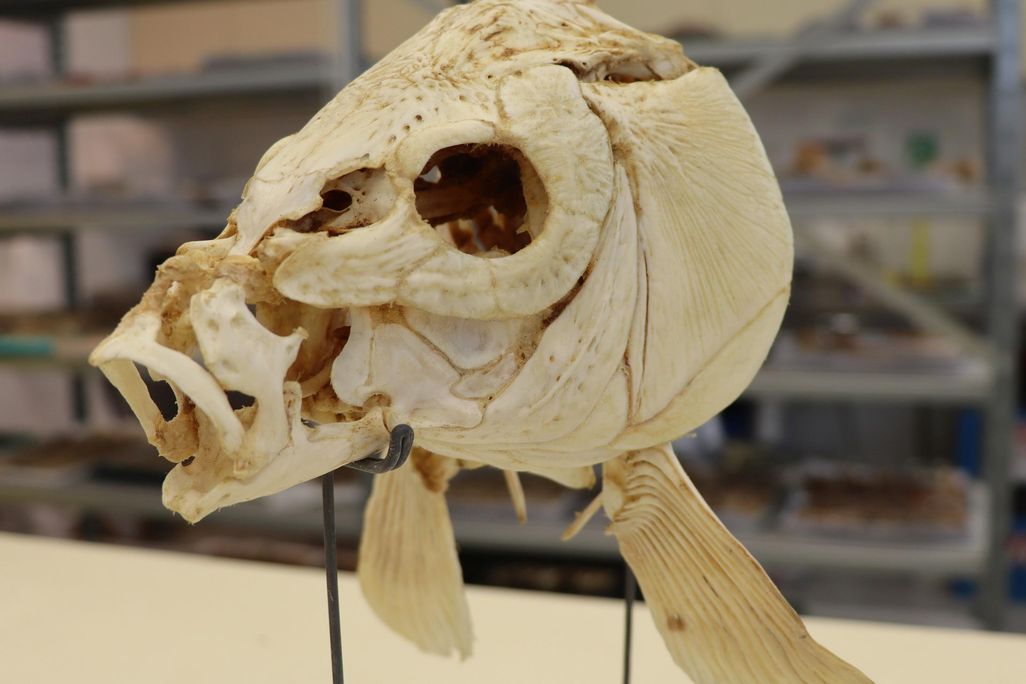 Skull of a modern carp