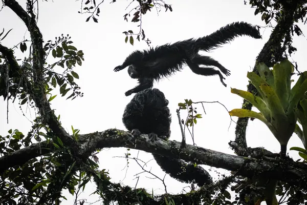 Leap through the Jungle thumbnail