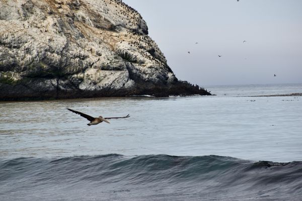 Pelican coasting over waves near Big Sur, California thumbnail