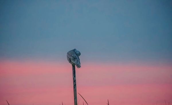 Snowy owl at dusk thumbnail