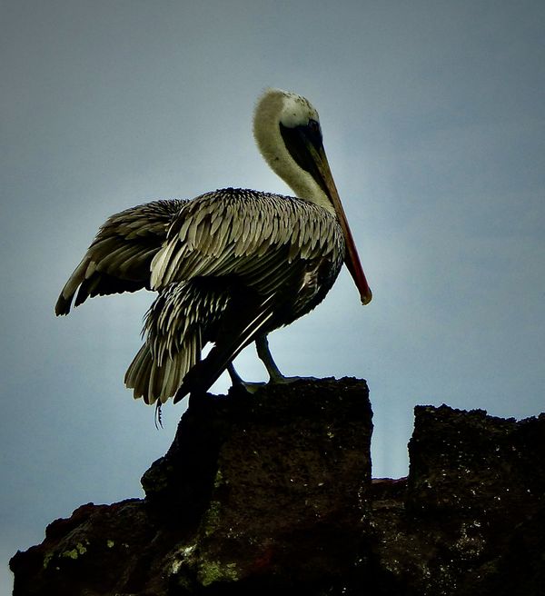 Pelican at Dawn in the Galapagos thumbnail