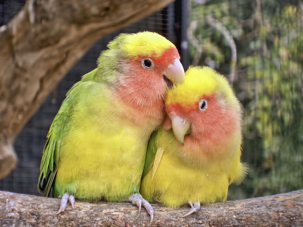 a pair of lovebirds with green and yellow feathers with peach-colored faces sit on a branch and nuzzle each other