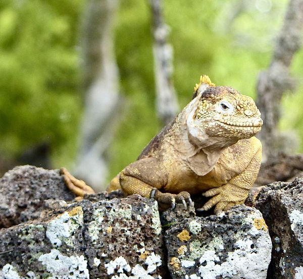 The Golden Bachelor with his Crown thumbnail