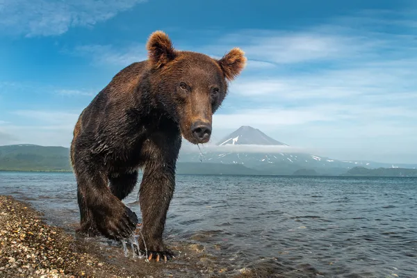 Brown Bear's Realm thumbnail