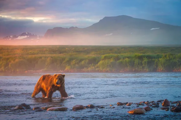 Bear in the River thumbnail