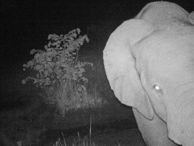 A forest elephant takes an unintentional selfie in a camera-trap photo snapped in South Sudan.