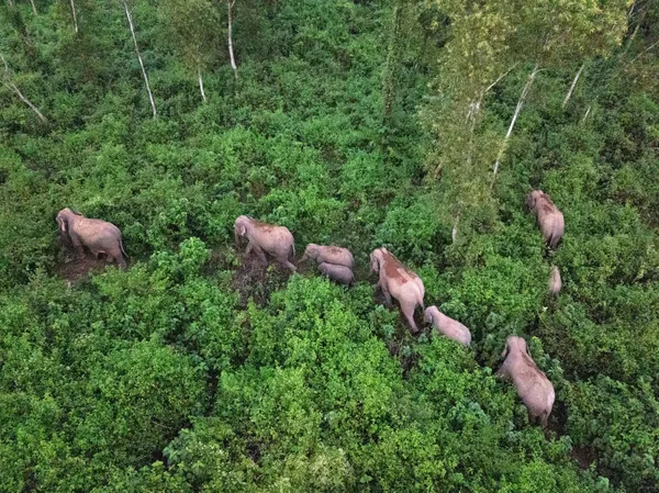 Footsteps Carved in Forest Silence thumbnail