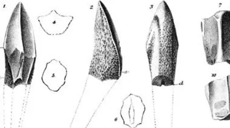 Fossil teeth, found by Ferdinand Hayden in Montana, which Joseph Leidy attributed to the dinosaur “Trachodon.”