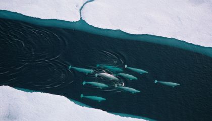 Can Satellites Really Detect Whales From Space?