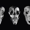 Researchers Create Chicken Embryos With Dinosaur-Like Faces  icon