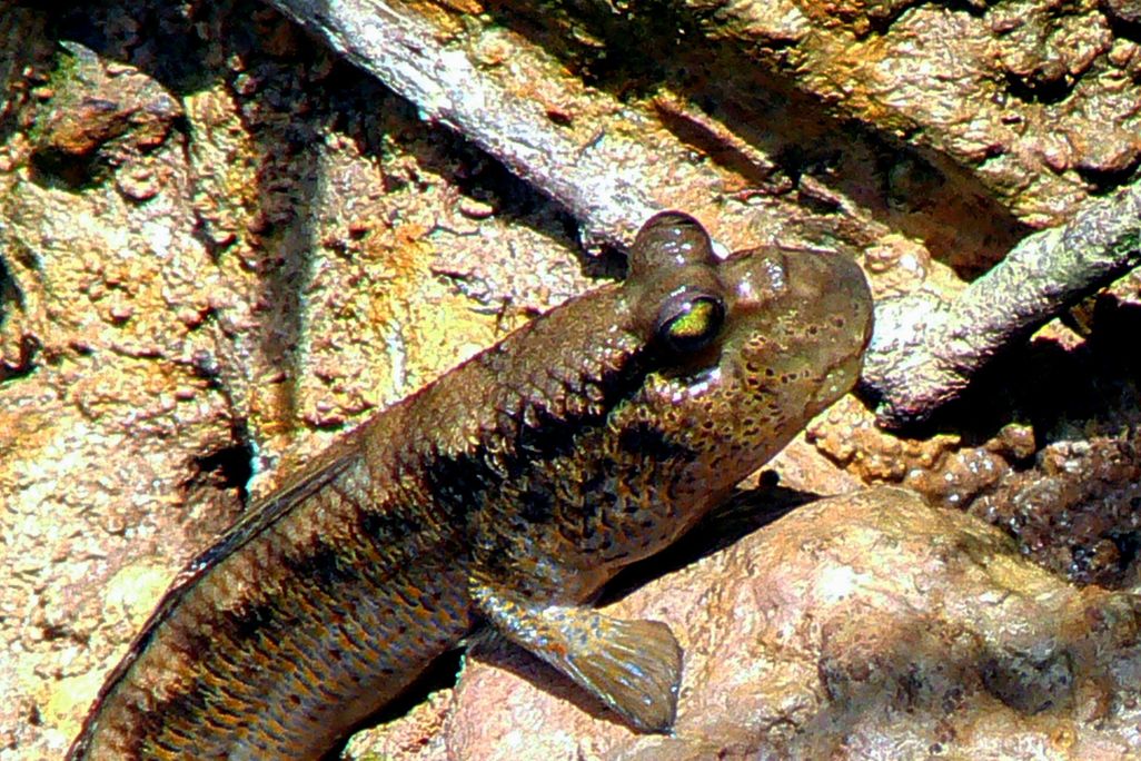 Tiktaalik roseae