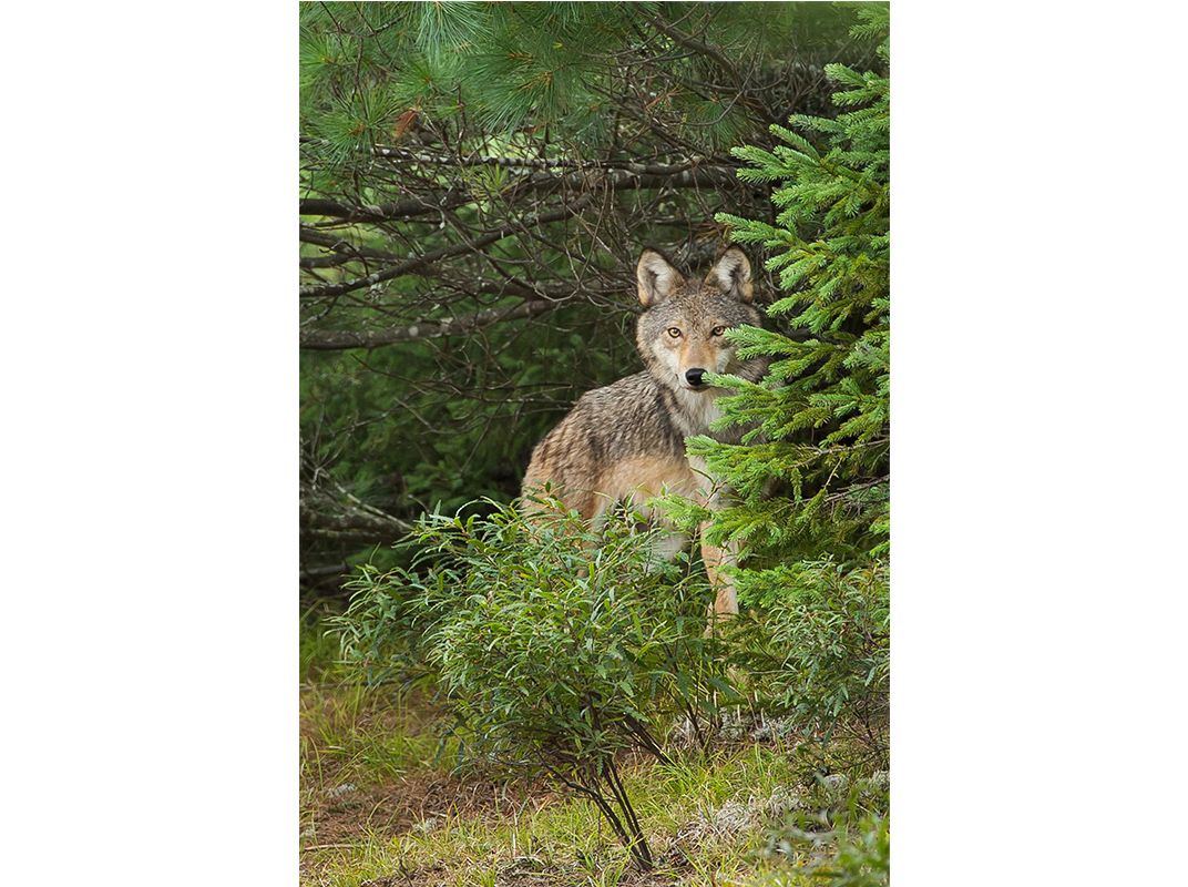 Rare Wolf or Common Coyote? It Shouldn't Matter, But It Does