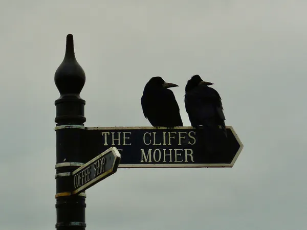 Two crows pointing the way. thumbnail