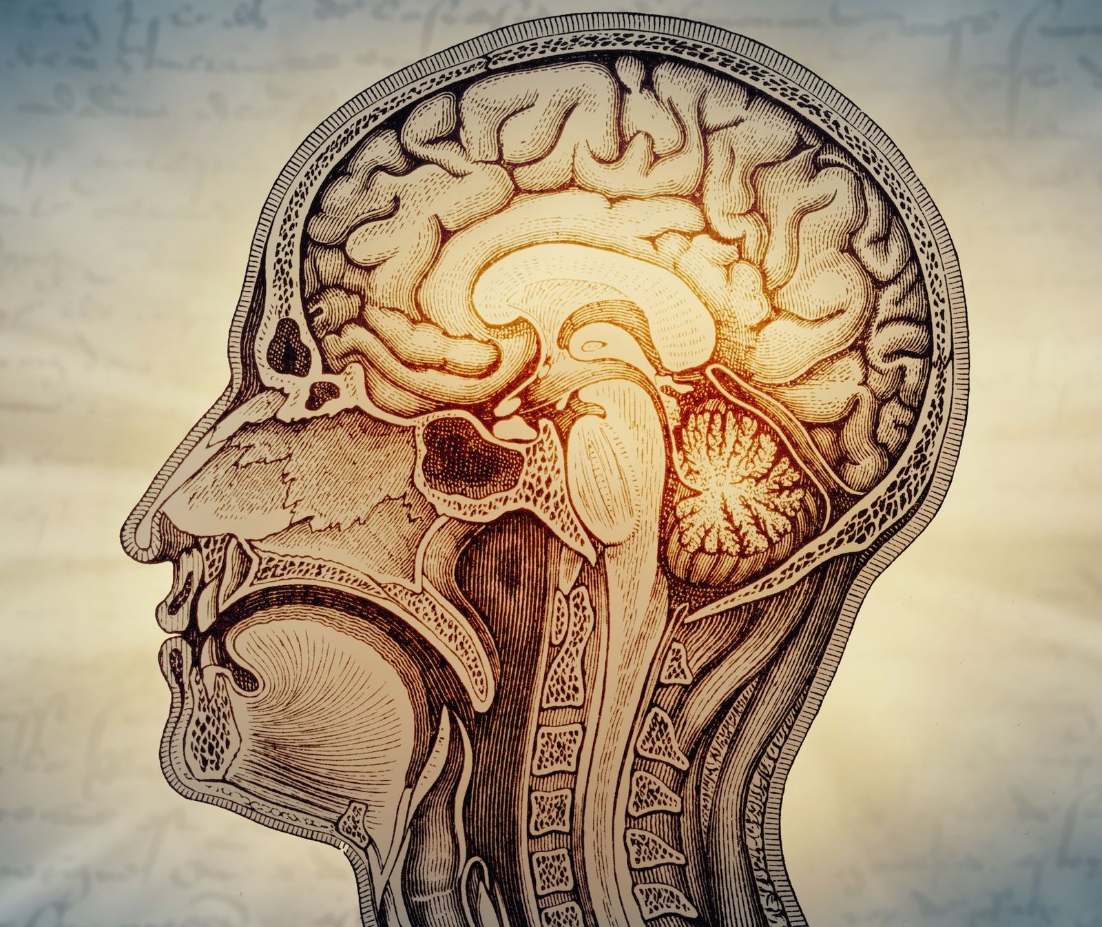 Scientists Say the Human Brain Might Be Made of Two Distinct Nervous Systems That Got Squished Together