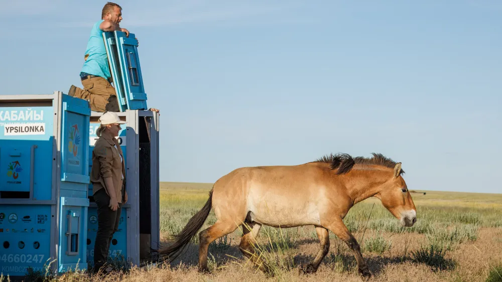 After a nearly 30-hour journey, the first three takhi were released in central Kazakhstan