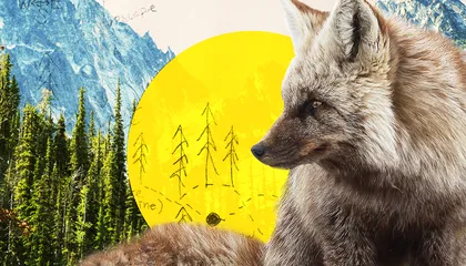 Hear From a Wildlife Photographers Dramatic Glimpse Into the Dwindling World of the Cascade Red Fox