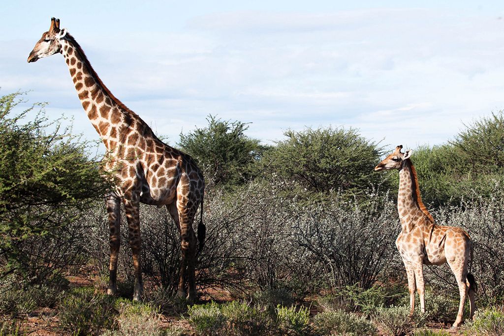 A photo of two giraffes standing in an open space surrounded by shrubs. The giraffe on the right has dwarfism, and it is significantly shorter than the taller giraffe on the left. 