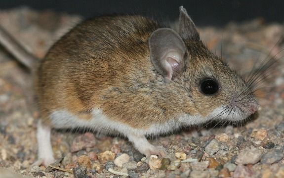 The North American deer mouse