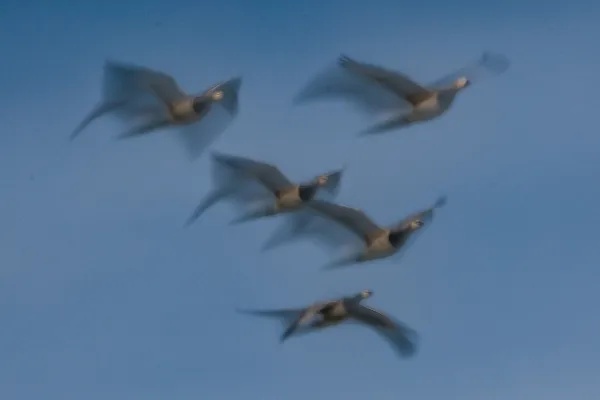 Southward Geese thumbnail